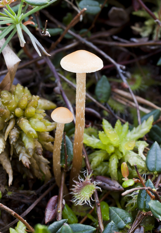 Hypholoma elongatum